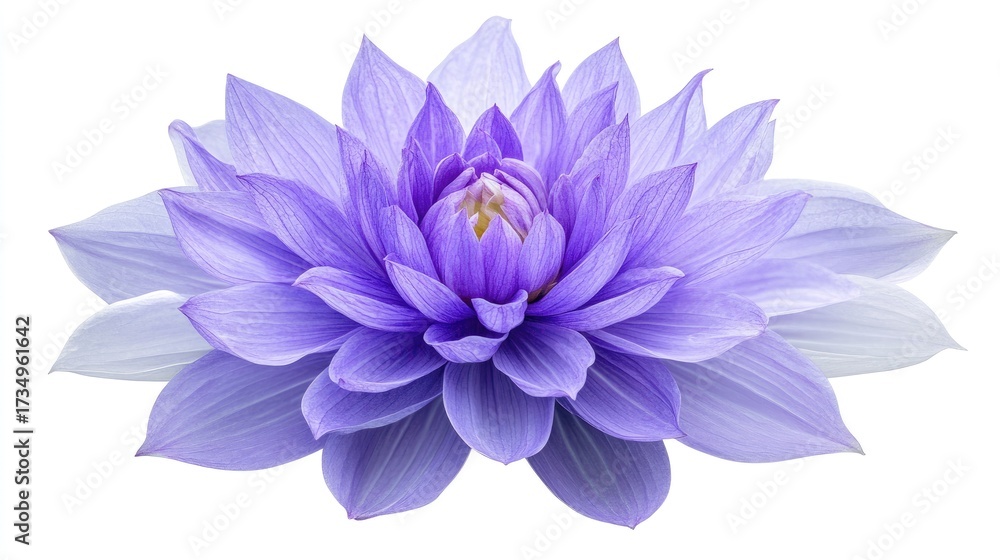 Obraz premium Exquisite Close-up of a Delicate Lavender Dahlia, Detailed Petals and Soft Lighting