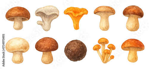 Watercolor mushroom vector set, color autumn forest food collection, traced vector
