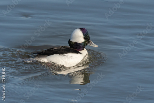 Male bufflehead (Bucephala albeola) is a small sea duck of the genus Bucephala, the goldeneyes. It breeds in Alaska and Canada and migrates in winter to southern North America