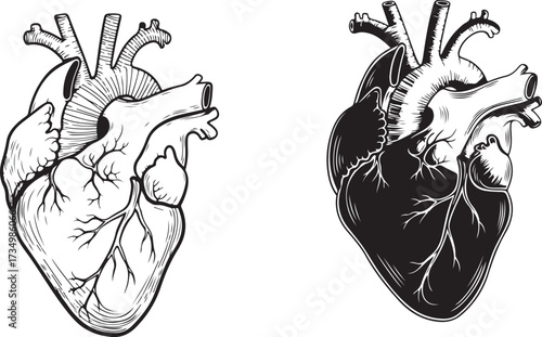Detailed Anatomical Human Heart Illustrations in Engraving Style