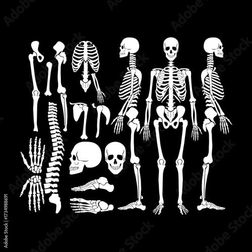 human skull and bones