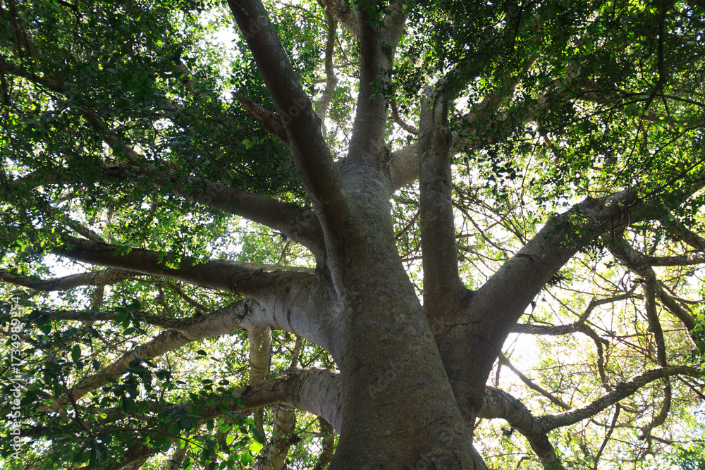 Naklejka premium Wide Tree