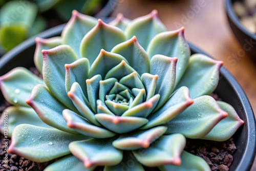 Dewy Echeveria Spiral
