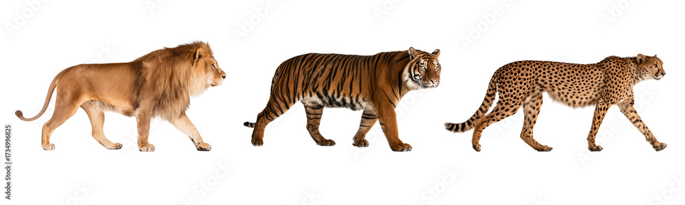Obraz premium Three Isolated Shots of a Lion, Tiger, and Cheetah, Transparent Background, Side View
