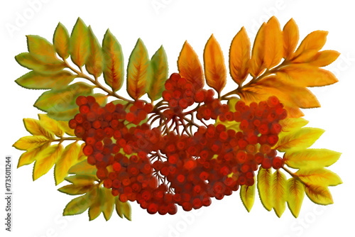 Vibrant Autumn rowan berries with seasonal colorful fall leaves. Cluster of red rowan berries with yellow and orange autumn leaves illustration