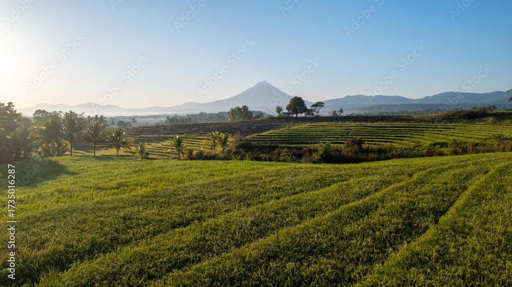 Obraz premium A stunning aerial view of terraced rice fields at sunrise, framed by palm trees and a mountain in the distance. Perfect for themes of agriculture, nature, rural life, and landscapes.