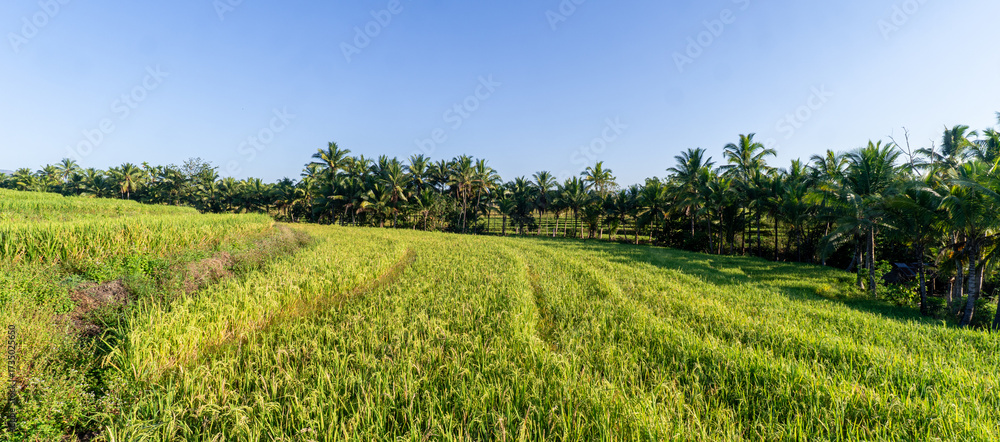 Obraz premium Beautiful green rice field surrounded by palm trees under clear blue sky. Peaceful tropical landscape showing rural nature and agricultural life in Asia. 