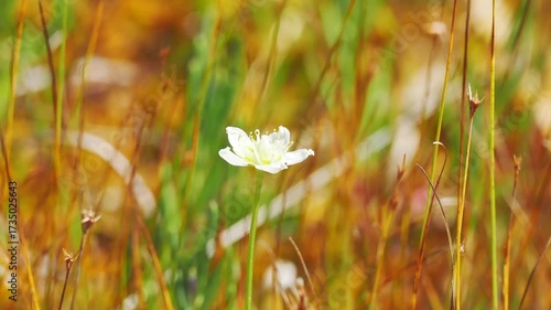 夏から秋の山地や湿原を彩るウメバチソウのある景色。自然風景素材。秋風に揺れる様子。志賀高原、田ノ原湿原の遊歩道からの美しい風景。明るい日差しに照らされて輝くかわいい様子。