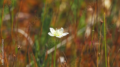 夏から秋の山地や湿原を彩るウメバチソウのある景色。自然風景素材。秋風に揺れる様子。志賀高原、田ノ原湿原の遊歩道からの美しい風景。日差しが雲に遮られて落ち着いた雰囲気。