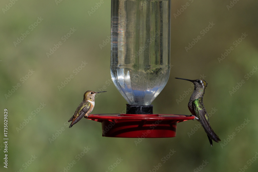 Obraz premium Rivoli's and rufous hummingbirds perched