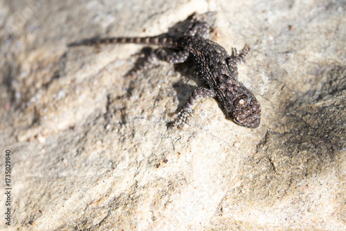 Lizard on rock