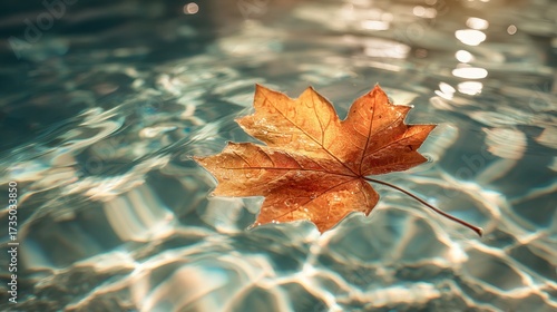 Autumnal Maple Leaf Floating in Shimmering, Sunlit Water.