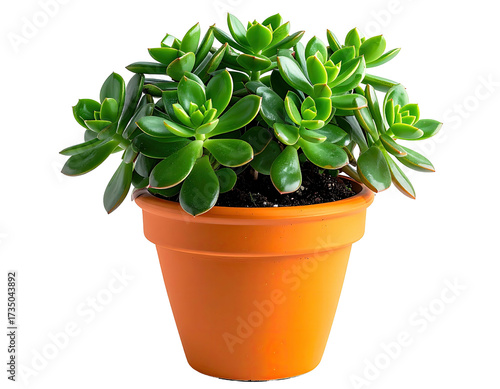 Lush green succulent plant with many plump leaves in a terracotta pot