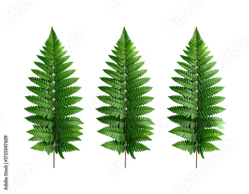 Three vibrant, detailed fern leaves stand out against a stark, black background