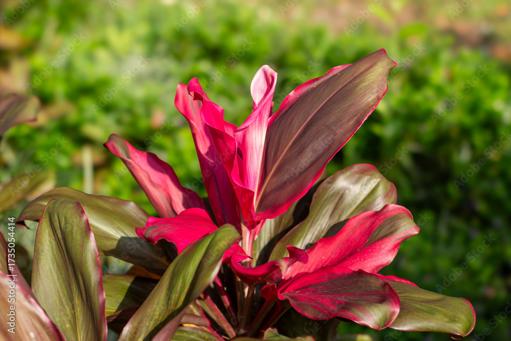 Fototapeta premium Close-up of vibrant red and green Cordyline fruticosa leaves in natural sunlight, tropical ornamental plant background.