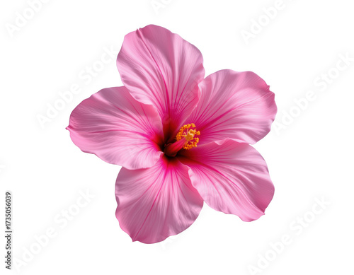 Vibrant Pink Hibiscus Flower Isolated on Transparent background
