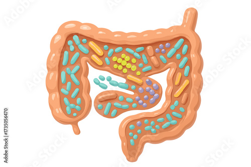 Probiotics in intestines 3D render. Gut microbiome health concept with bacteria like Bifidobacterium and Lactobacillus. Healthy digestion and gut flora microbiology illustration.