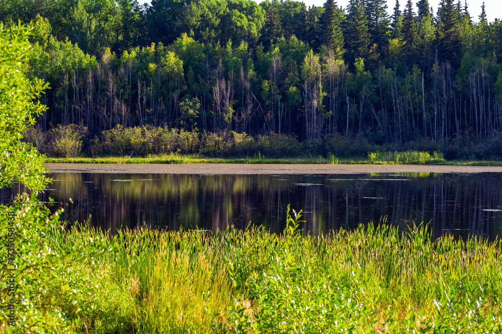 Obraz premium Tranquil landscape in the forest in the woods, hot summer day.