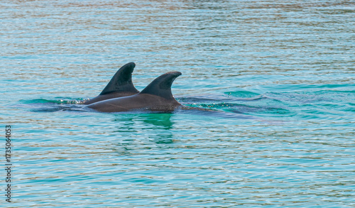 Loreto Baja California Sur. MEXICO, mar de cortes o golfo de california. Delfines en la isla coronado