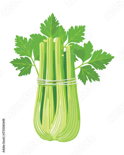 Crisp and Hydrating Celery Stalks Tied Together with Twine, a Healthy Snack and Essential Soup Ingredient - Vector Illustration