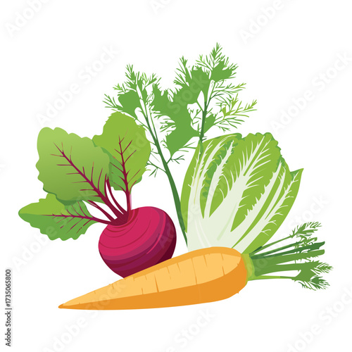 Fresh Garden Produce: Beets, Carrots, and Fennel with Delicate Greens, Ideal for a Healthy Salad - Vector Illustration	