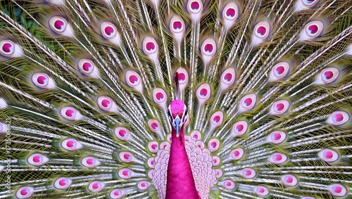 A vibrant pink peacock displays its elaborate feathers in a captivating full-frame close-up view.