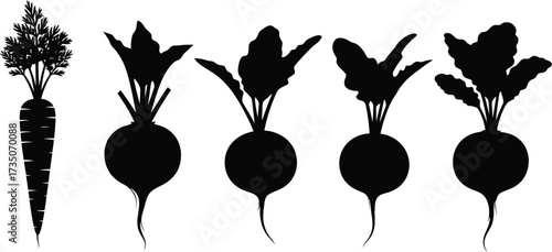 Vector art of carrot and beet vegetable silhouette