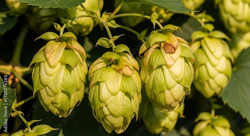 Fototapeta premium Close-up of fresh green hops growing on the vine, ready for harvest.