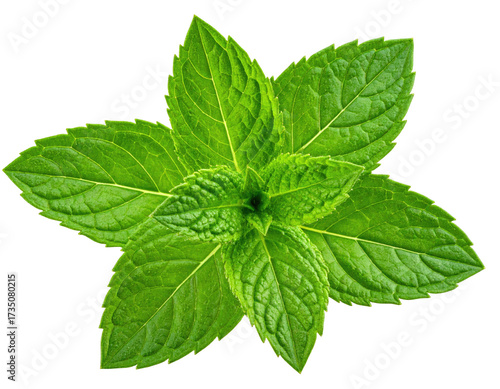 Isolated close-up of a vibrant green sprig of fresh mint leaves