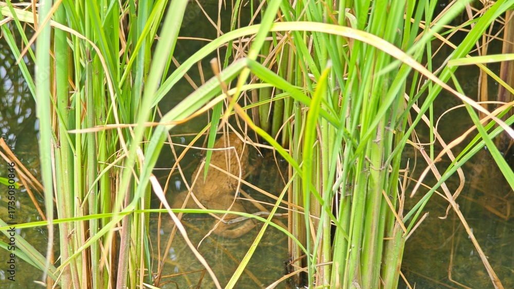Fototapeta premium Asian frog in rice field.