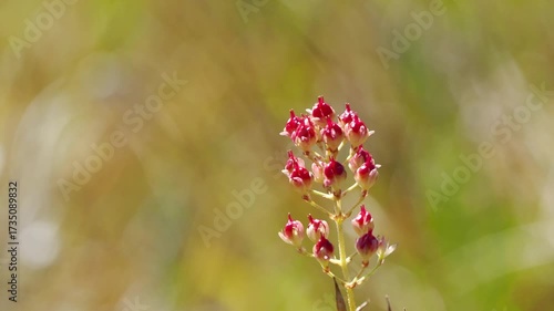 夏から秋の山地や湿原を彩るイワショウブのある景色。自然風景素材。秋風に揺れるかわいい赤い実の様子。志賀高原、田ノ原湿原の遊歩道からの美しい風景。クローズアップ。