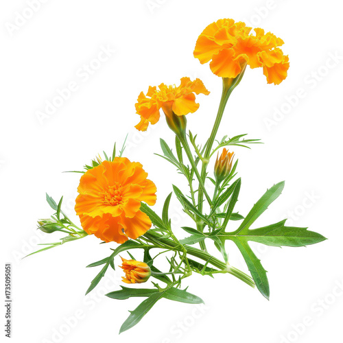 Vibrant orange marigold flowers with lush green foliage, isolated composition isolated on white background