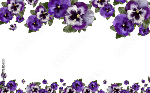 Purple pansy flowers frame floral background illustration
