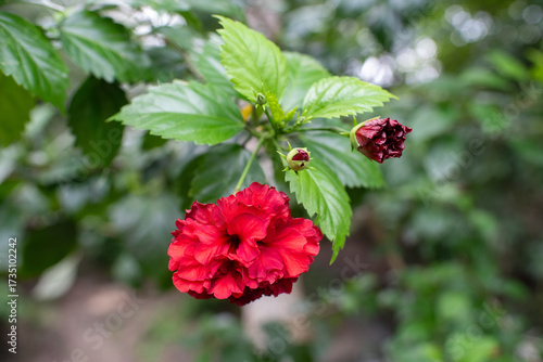 Red flower