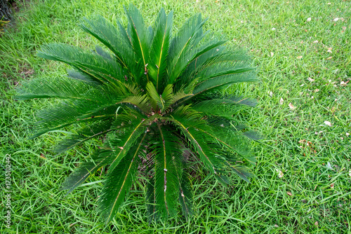 close up of a Sago Palm tree