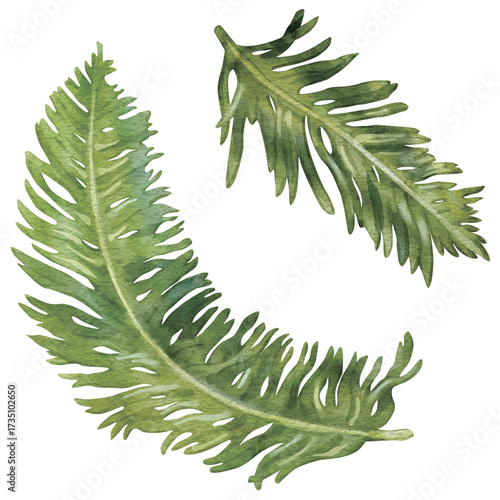 Two fern fronds. Hand-drawn watercolor illustration of a fern branches isolated on white background. Perfect for wedding invitations, botanical prints, minimalist home decor, romantic greeting cards