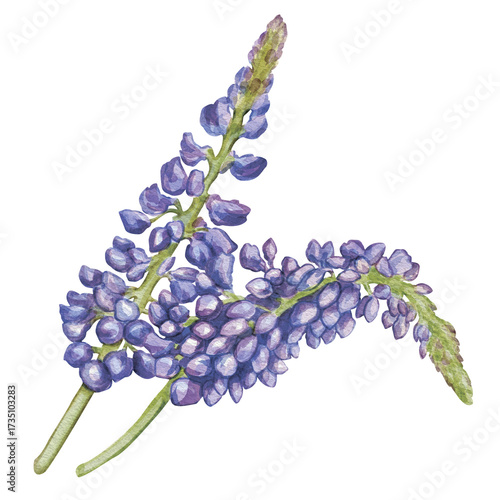 Larkspur clip art preview
