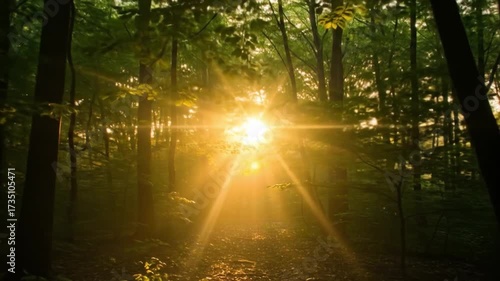 Sunburst path cuts through forest shafts of light illuminate the dark woods