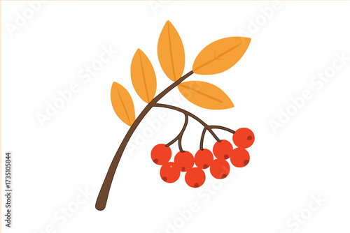 Autumn rowan branch with orange leaves and red berries. Fall twig with rowanberries. Decorative sorbus plant element for seasonal design. Flat vector illustration isolated on white.
