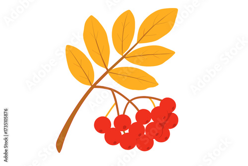 Rowan branch with red berries and yellow autumn leaves. Mountain ash twig with fall foliage and rowanberries. Sorbus. Autumnal decorative plant for seasonal design.