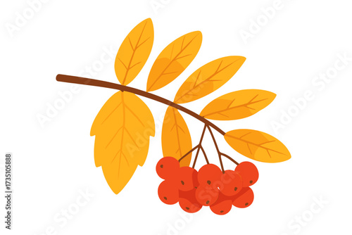 Autumn rowan branch with yellow leaves and red berries. Vector illustration of a fall twig with rowanberries. Decorative autumnal plant element isolated on white background.