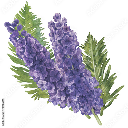 Violet delphinium and fern foliage, isolated on a white background. Watercolor hand drawn botanical illustration of lush larkspurs flowers. For printing on postcards, congrats, invitations, home decor