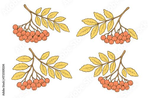 Set of rowan branches with red berries and yellow autumn leaves. Hand drawn vector illustration for fall seasonal design. Isolated botanical cartoon elements for decoration.