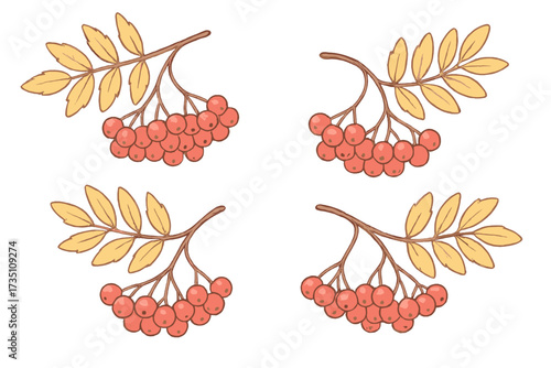 Set of rowan branches with red berries and yellow leaves. Hand drawn vector isolated illustration. Botanical elements for autumn fall design. Cartoon nature clip art collection.