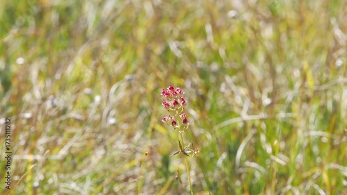 夏から秋の山地や湿原を彩るイワショウブのある景色。自然風景素材。秋風に揺れるかわいい赤い実の様子。志賀高原、田ノ原湿原の遊歩道からの美しい風景。遠景。