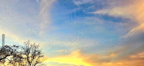 birds flying into the sunset