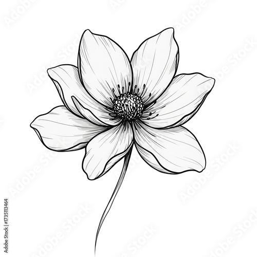 Detailed Line Art Drawing of a Single Blossom Flower isolated on white background