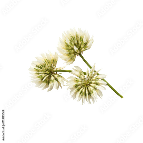 Three delicate white clover blossoms with green accents and stems isolated on white background
