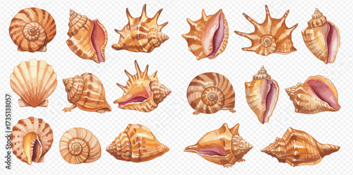 A diverse collection of watercolor seashells, featuring various shapes, sizes, and intricate details, perfect for marine-themed designs.
