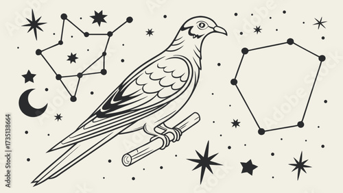 Dove bird constellation astrology celestial stars moon spiritual line art drawing illustration vector art